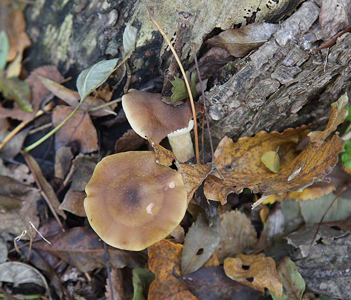 Lobau, Herbst, Baumstamm